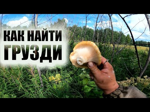 Видео: КАК НАЙТИ ГРУЗДИ В ЛЕСУ где растут грузди