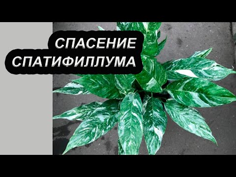 Видео: Спасение и пересадка Спатифиллума Домино, найденого брошенным в подъезде