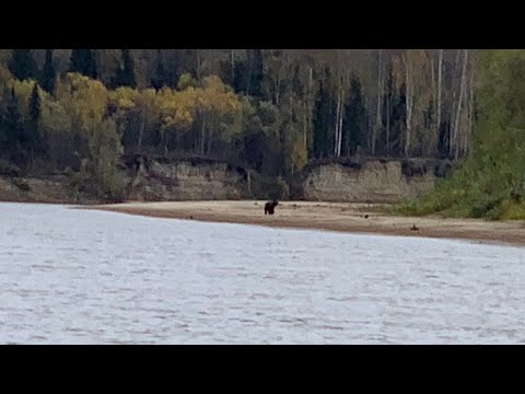 Видео: РЫБАЛКА ОСЕНЬЮ! РЕКА ЧУЛЫМ. Часть 1.