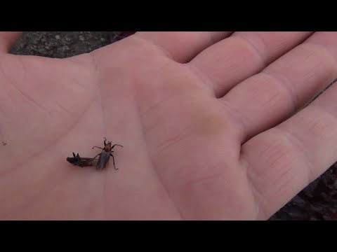 Видео: Он съест ваши розы!!! Розанный пилильщик!!!