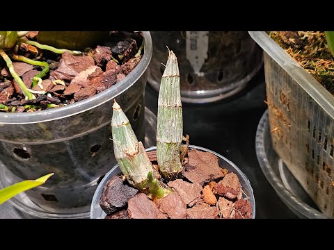 Видео: Орхидея Catasetum (Катасетум). Как правильно посадить после покупки? #catasetum #пересадкаорхидей
