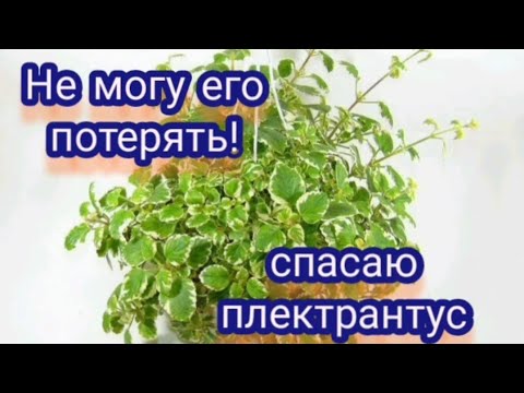 Видео: Плектрантус ампельный вариегатный. Расти не хочет, срочно спасаю!