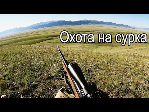 Видео: Вторая охота на сурка сезон 2022.