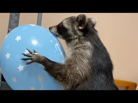 Видео: Бабська геометрія…