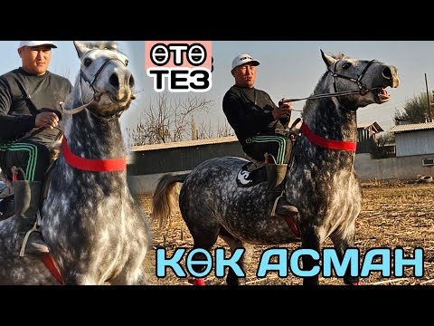 Видео: ЖАНЫВАР АААЯЯЯ КӨК АСМАН