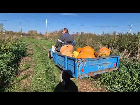 Видео: Какие большие грядки в этот год/ пол дня возили урожай/ хвалю Олега