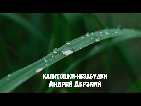 Видео: Андрей Дерзкий - Капитошки-незабудки