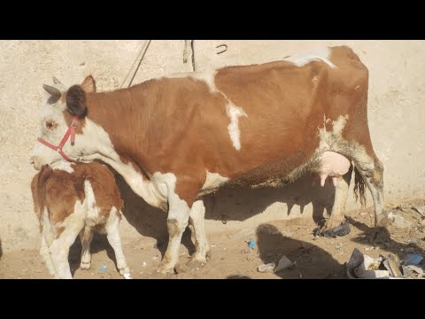 Видео: МОЛБОЗОРИ ЕВОН НАВОРИ  ТОЗА БЕХТАРИН НАВОР 