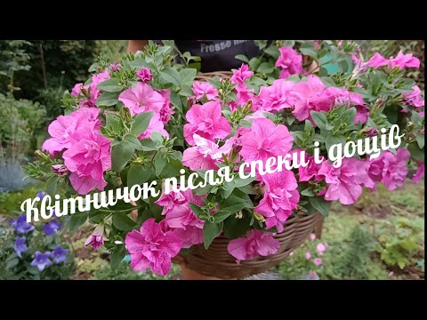 Видео: Квітничок у серпні + моя найменша розпаковка.