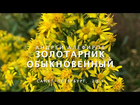 Видео: Золотарник обыкновенный (золотая розга). Алефиров А.Н.