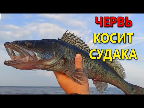 Видео: СУДАК СХОДИТ С УМА ОТ ЭТОГО ЧЕРВЯ!! Рыбалка летом на спиннинг. Ловля судака на джиг