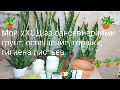 Видео: Мой УХОД за сансевиериями - грунт, освещение, горшки, гигиена листьев #сансевиерия #sansevieria