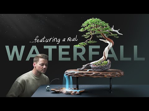 Видео: Моя первая выставка бонсай