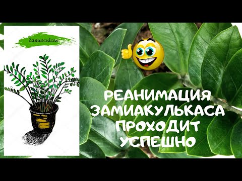 Видео: Реанимация замиокулькаса. Как выглядит растение через 3 месяца после последнего видео