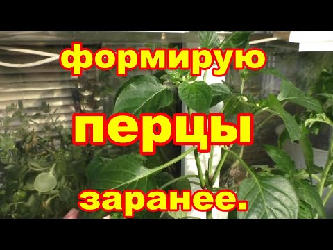 Видео: Перцы для большого урожая формирую в рассаде