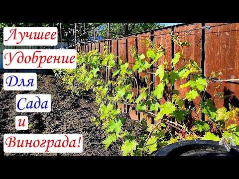 Видео: ЛУЧШЕЕ УДОБРЕНИЕ для Сада и Винограда! Приготовление и Применение