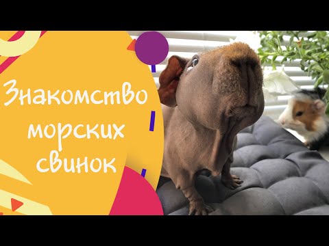 Видео: Знакомство морских свинок. Как правильно подготовить территорию?