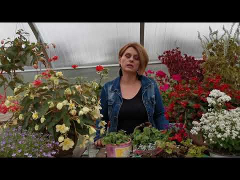 Видео: Обработка растений перед зимовкой