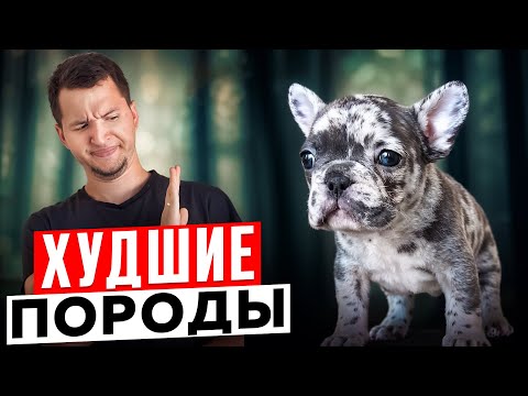 Видео: Эти породы тебе ТОЧНО не стоит заводить