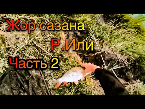 Видео: РЫБАЛКА НА РЕКЕ ИЛИ , ЖОР САЗАНА ЧАСТЬ 2