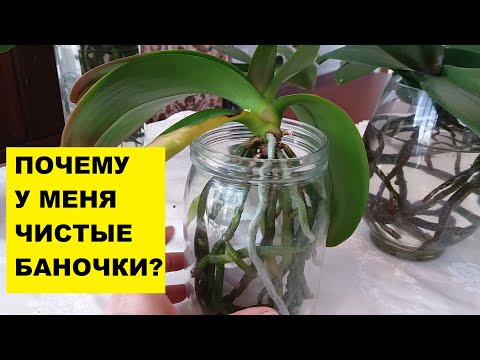 Видео: ПОЧЕМУ У МЕНЯ ЧИСТЫЕ ВАЗОЧКИ И БАНОЧКИ?