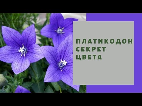 Видео: ПЛАТИКОДОН, секрет изменения цвета,  особенности выращивания, мой опыт