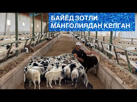 Видео: МАНГОЛИЯДАН КЕЛГАН БАЙЁД ПАРОДАСИГА МАНСУБ БЎҒОЗ ҚЎЙЛАР СОТИЛАДИ НАМАНГАНДА