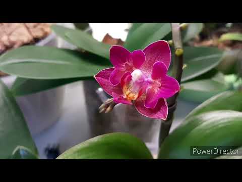 Видео: Уход за орхидеей в период роста цветоносов и бутонизации.Чем удобрять. (15 декабря 2021г.)