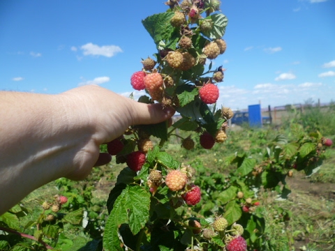 Видео: ускоренный  способ размножения малины   Корневые черенки