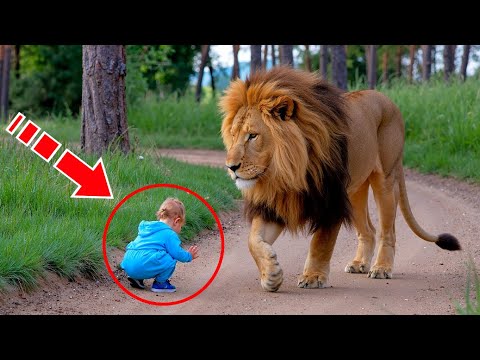 Видео: Лев замечает на дороге брошенного плачущего мальчика. Дальше происходит невероятное!