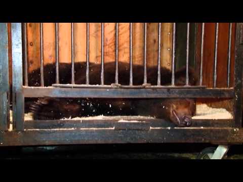 Видео: Закулисье циркового шоу "Баронеты"