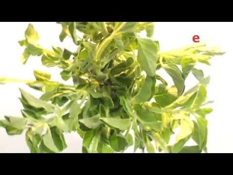 Видео: О телеканале Еда