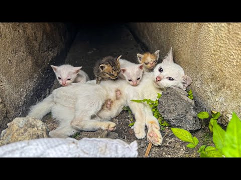 Видео: От отчаяния к заботе: спасение потерявшей сознание кошки и её борющихся котят | LTT Animal - Rescue