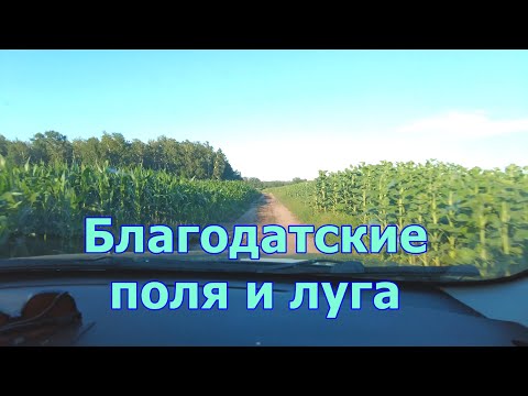 Видео: По просёлочной дороге в автомобиле. Поиск иван-чая. Нашли грибы на дороге.