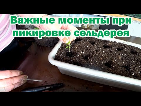 Видео: Очень важные аспекты при пикировке сельдерея