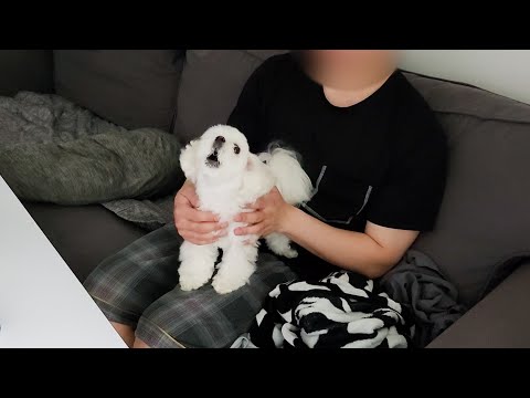 Видео: Если мальтийцы не могут прогуляться, вот что произойдет.