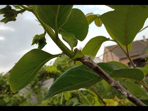 Видео: Результаты прививки хурмы "Дар Софиевки".
