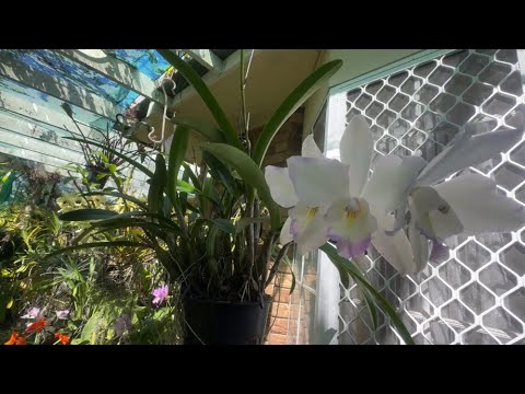 Видео: ЦВЕТЕНИЕ ВЕСЕННИХ ОРХИДЕЙ. Iwanagara Apple Blossom blooms differently.. ДЕНДРОБИУМЫ И КАТТЛЕИ