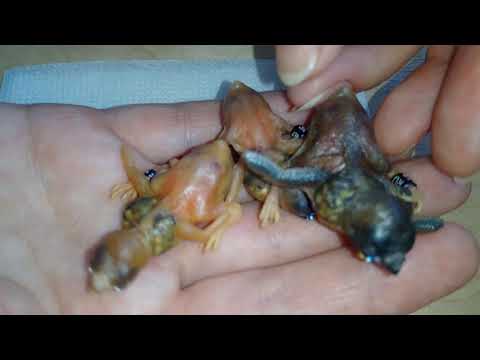 Видео: Ночное освещение и другие аспекты разведения амадин гульда