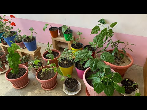 Видео: КИТАЙСКИЙ РОЗАНИ КАТТА ГУЛ ТУВАККА УТКАЗДИМ ЖУДА МЕХР БИЛАН 😊🌹🌺🪴🍁🍂🌧❄️ ТАЙЕРГАРЛИК