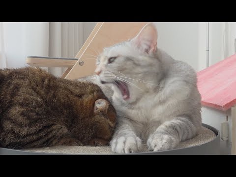 Видео: ТиТи очень разозлилась. (RUS SUB)