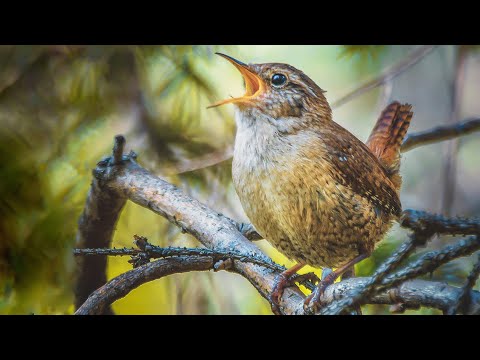 Видео: Крапивник - солист птичьего хора весеннего леса | Film Studio Aves