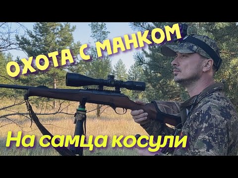 Видео: ОХОТА  НА САМЦА КОСУЛИ СИБИРСКОЙ!