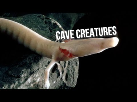 Видео: Троглофауна: животные пещер