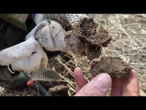 Видео: Клондайк советских монет! Копаем с эквинокс 900!