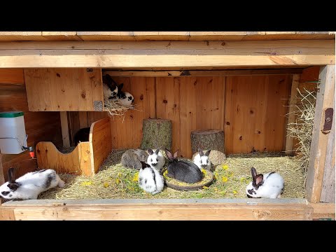 Видео: ЧИСТКА ГНЁЗД ОТ ПУХА🐰КРОЛИКИ🐰 ОСМОТР🐇ДЕРЕВНЯ⛪ГЕРМАНИЯ