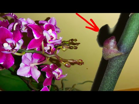 Видео: Вянет, Обрежь и орхидея ОБИЛЬНО зацветет, ВНОВЬ ЦВЕТОНОСЫ ПОПРЕТ/ СХЕМА В ДЕЛЕ 👍