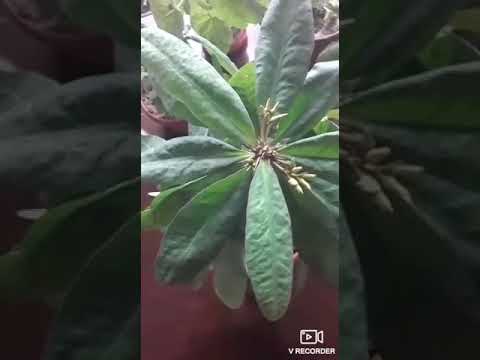 Видео: Малачай(Она мехри) гулини гуллатиш.