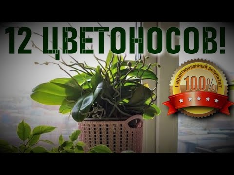 Видео: ДЮЖИНА ЦВЕТОНОСОВ, МИЛЛИОН КОРНЕЙ И ДВЕ ДЕТКИ У ОРХИДЕИ! ЧТО ДЕЛАЛА Я?! МОИ УСЛОВИЯ, УХОД, ПОЛИВ!!!