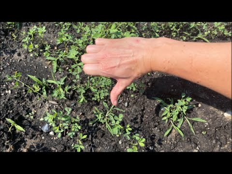 Видео: Моя покровная культура «Живая мульча» оказалась пустой тратой времени